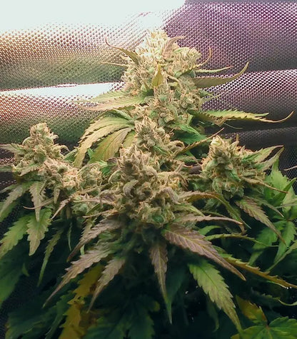 Roślina odmiany Pineapple Express Auto – Fast Buds – zdjęcie 4