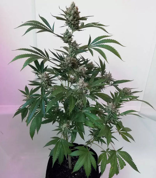 Roślina odmiany Pink Kush – zdjęcie 3