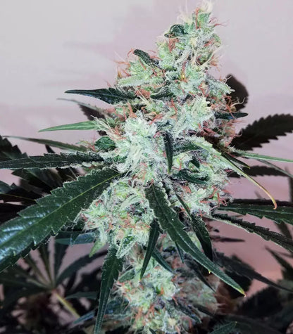 Roślina odmiany Pink Kush – zdjęcie 4