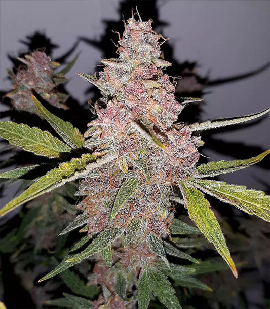 Roślina odmiany Purple Punch Auto – Barney's Farm – zdjęcie 3