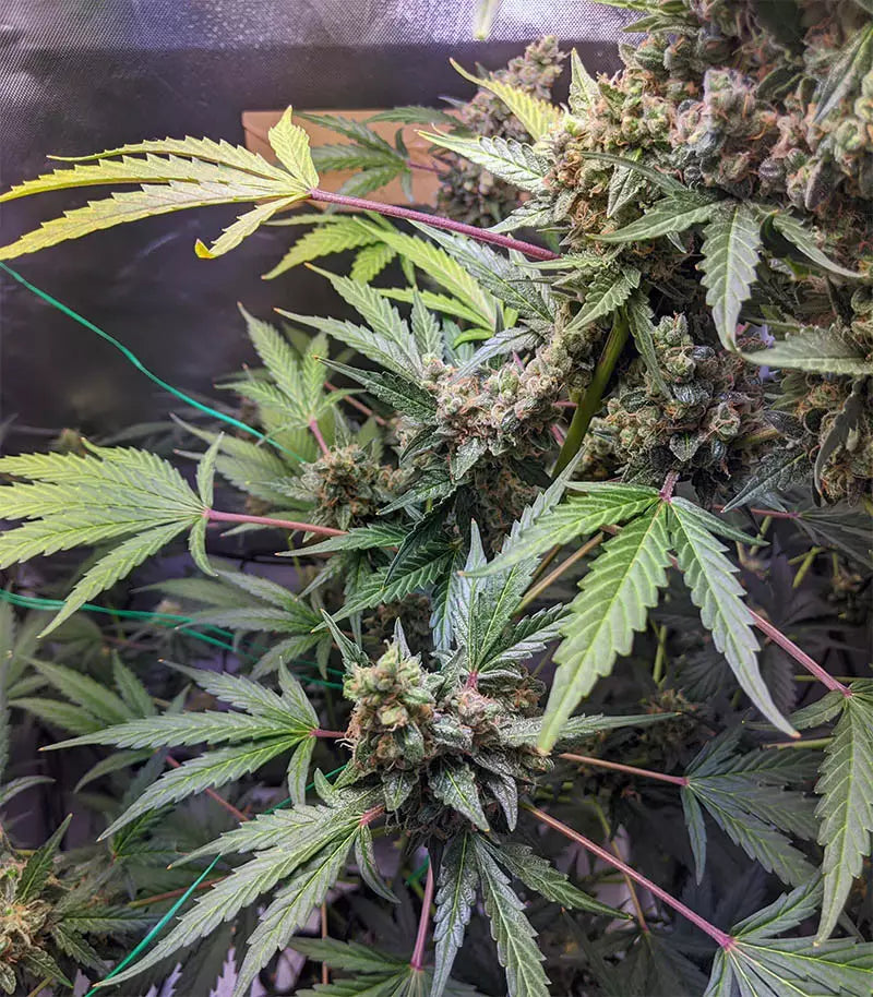 Roślina odmiany Purple Punch Auto – Barney's Farm – zdjęcie 4