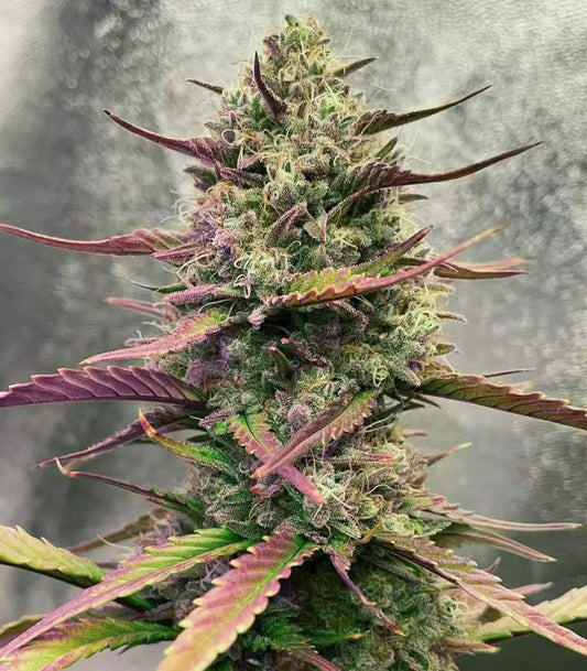 Roślina odmiany Strawberry Pie Auto – zdjęcie 3