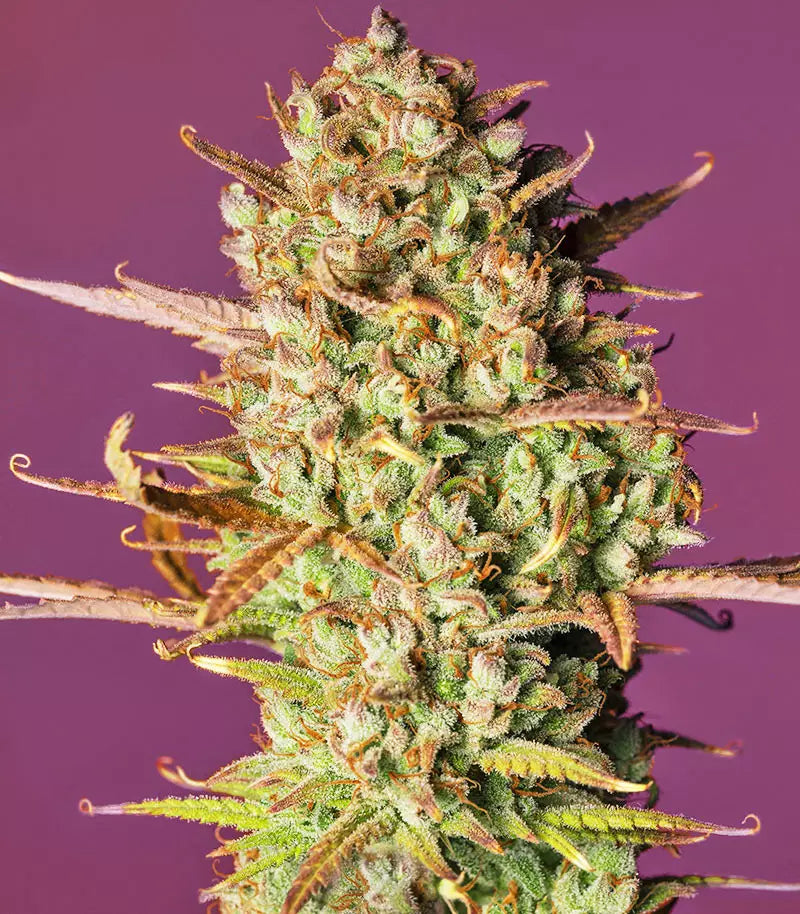 Roślina odmiany Strawberry Pie Auto – zdjęcie 4