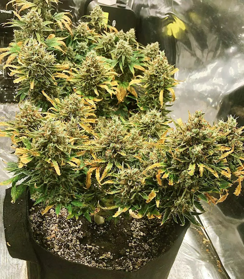 Roślina odmiany Strawberry Pie Auto – zdjęcie 5