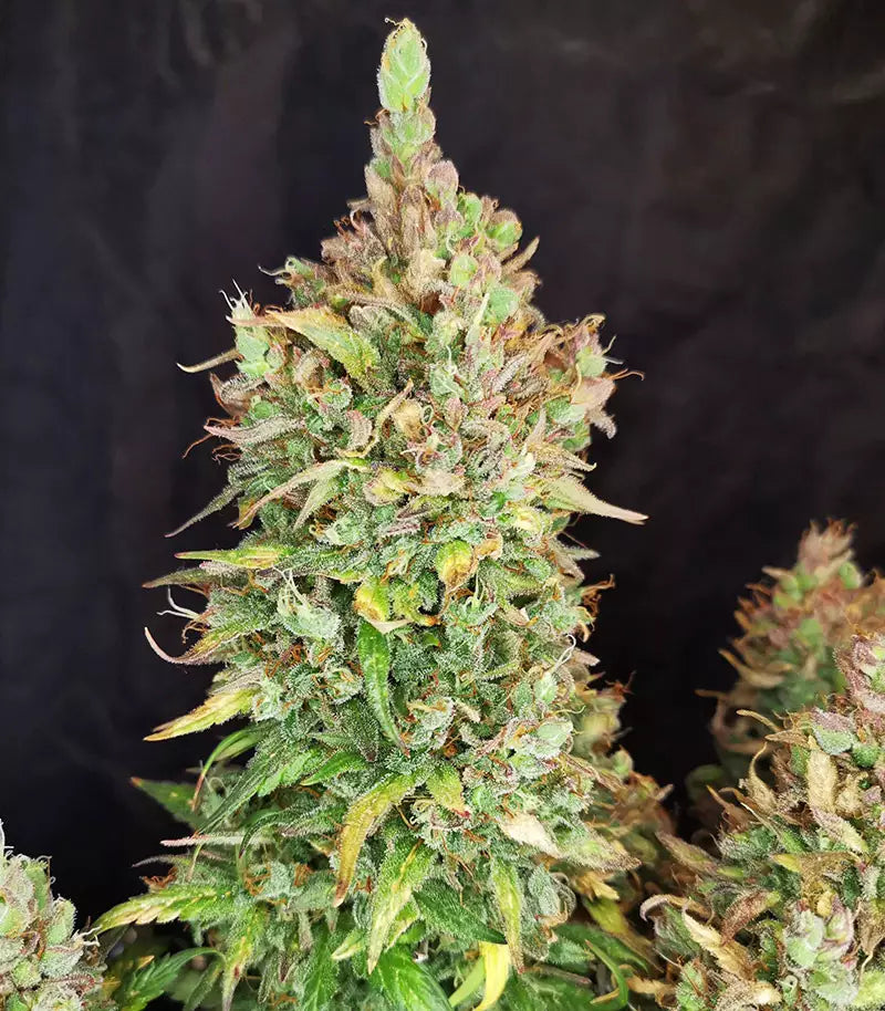 Roślina odmiany Strawberry Pie Auto – zdjęcie 6
