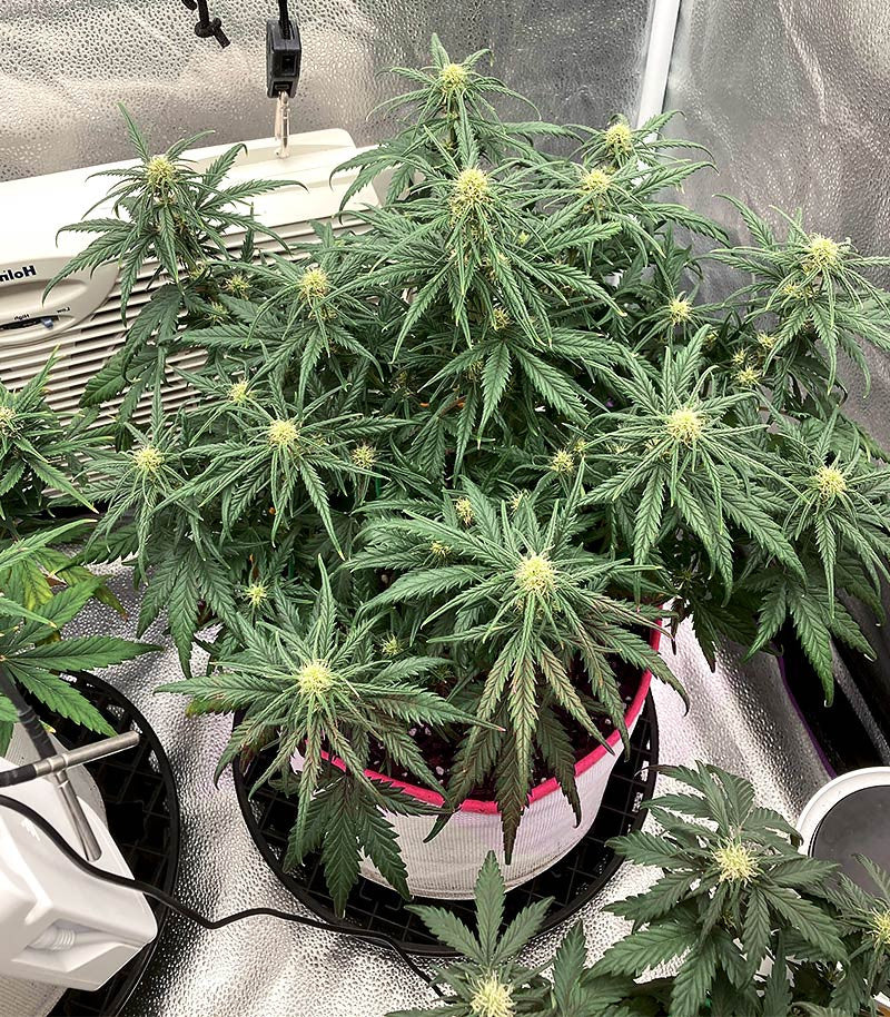 Roślina odmiany Original Trainwreck Auto – zdjęcie 3