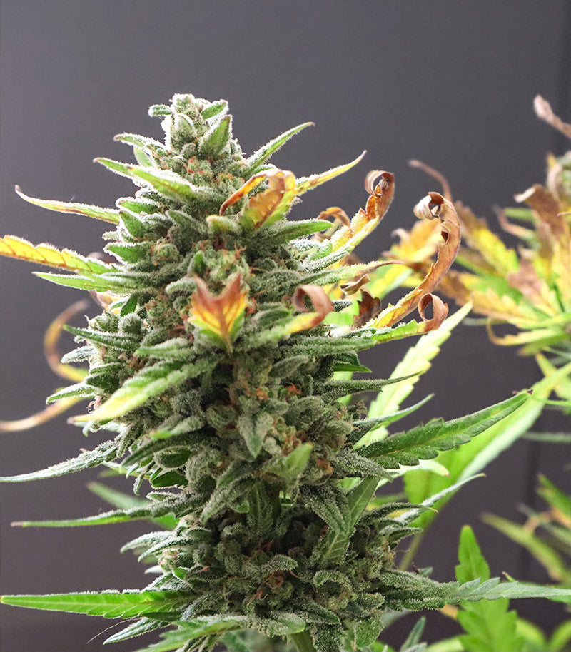 Roślina odmiany Original Trainwreck Auto – zdjęcie 4