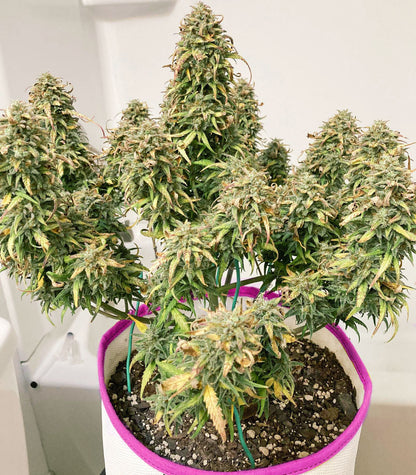 Roślina odmiany Original Trainwreck Auto – zdjęcie 5