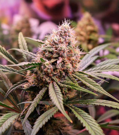 Roślina odmiany Tropicanna Poison XL Auto – zdjęcie 3