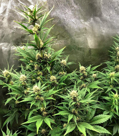 Roślina odmiany Tropicanna Poison XL Auto – zdjęcie 5