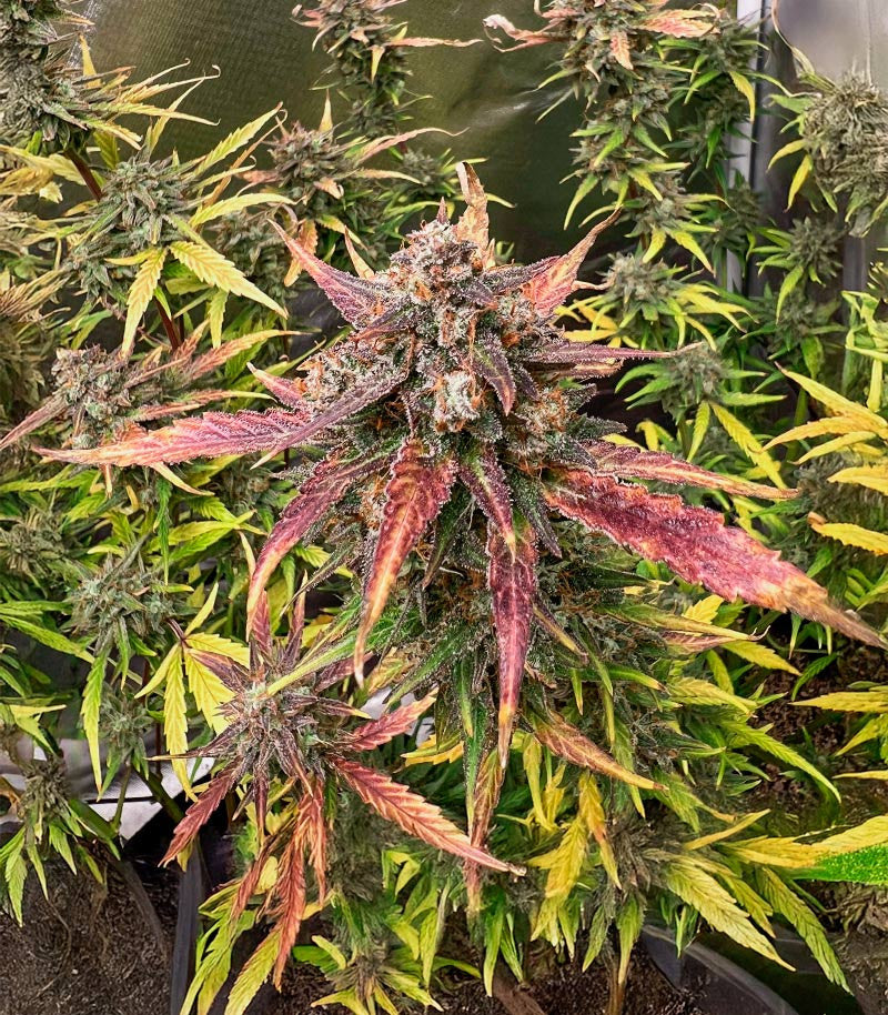 Roślina odmiany Tropicanna Poison XL Auto – zdjęcie 4