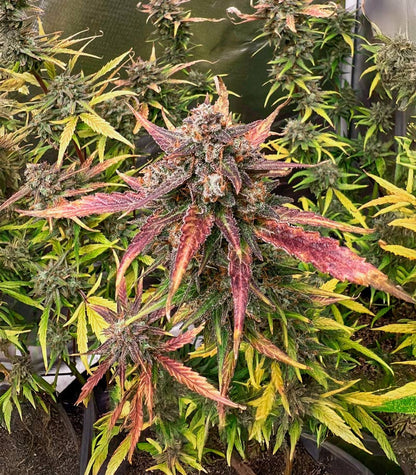Roślina odmiany Tropicanna Poison XL Auto – zdjęcie 4