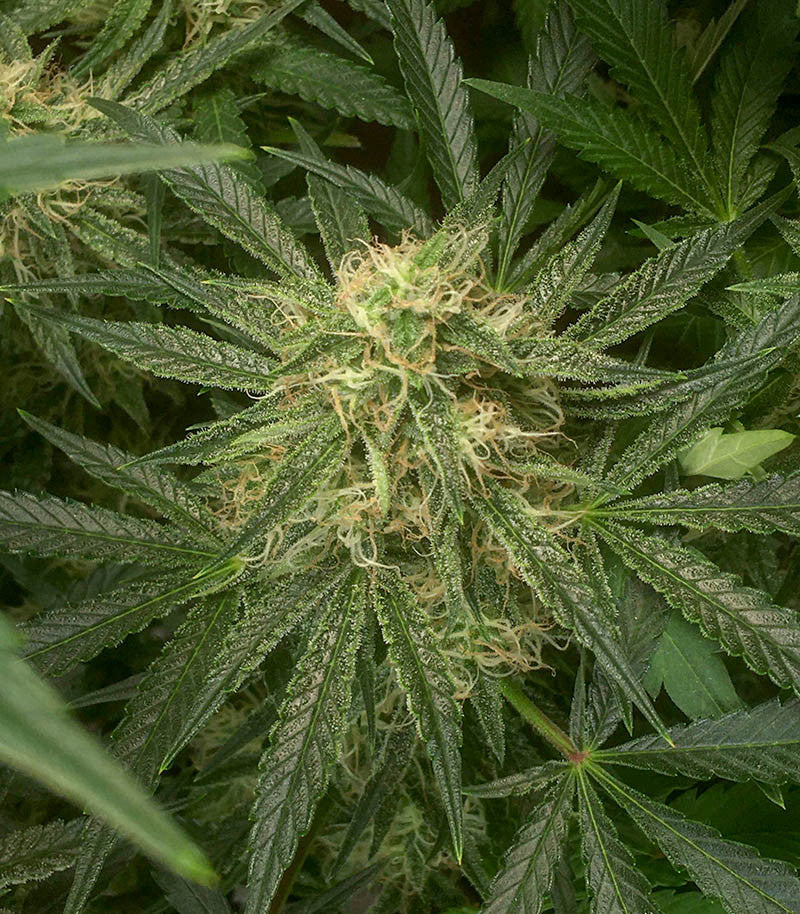 Roślina odmiany Watermelon Z Auto – zdjęcie 5