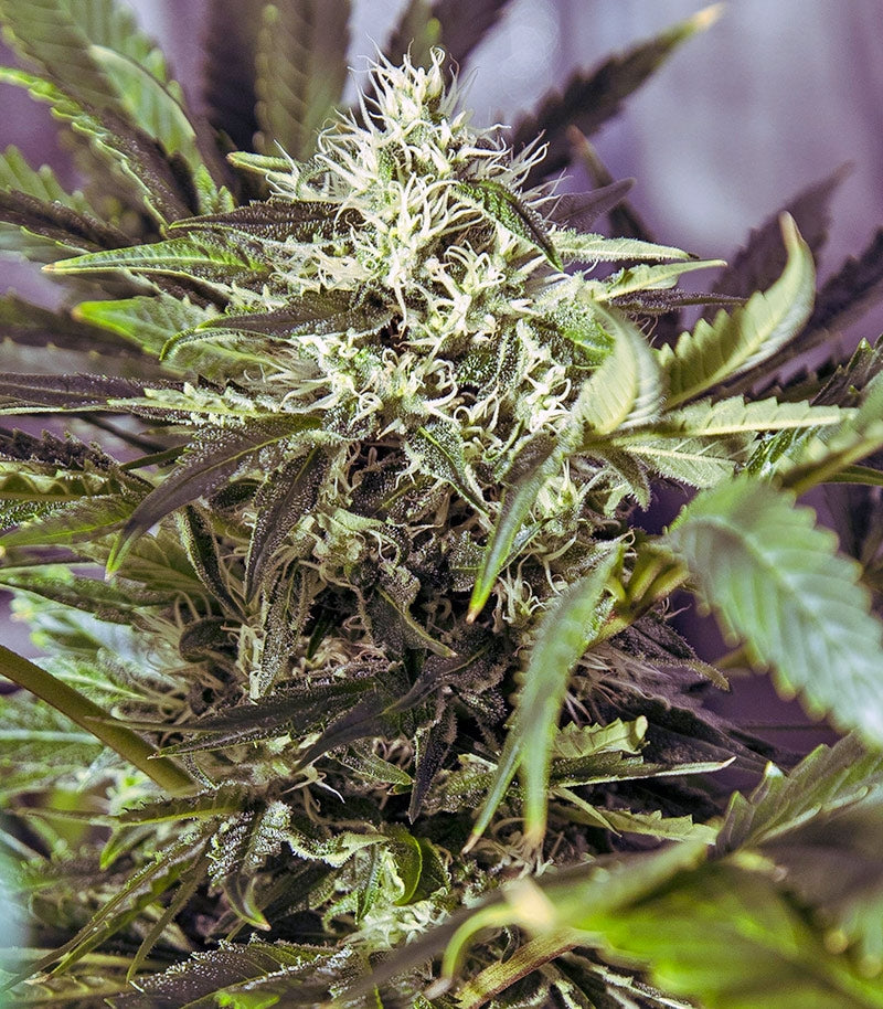 Roślina odmiany White Widow Regular – zdjęcie 3