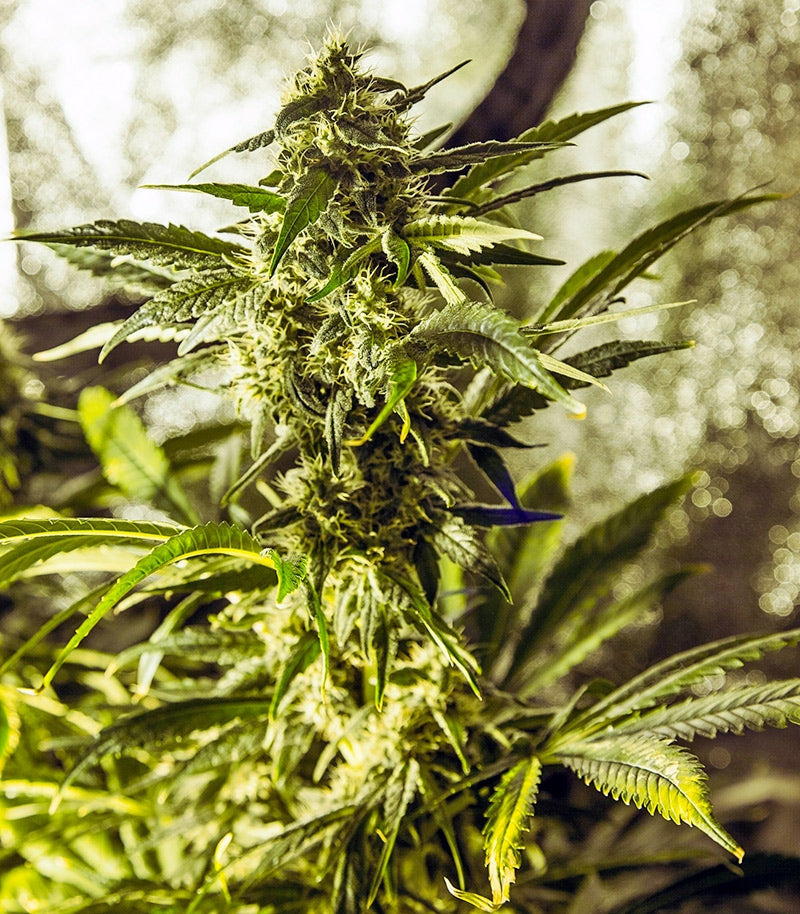 Roślina odmiany White Widow Regular – zdjęcie 4